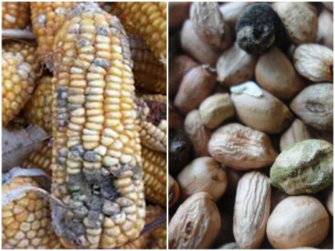 Aflatoxins: uburozi bukomeye ku mubiri buva mu bigori, ubunyobwa n'ibindi byatoye uruhumbu bushobora no gutera Kanseri y'umwijima