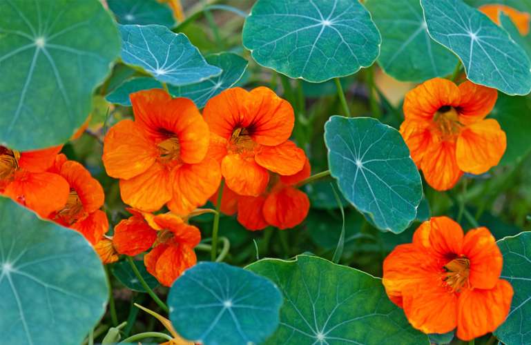 Capucine ni ururabo rwiza ariko ikaba n'umuti w'indwara nyinshi zikunze kwibasira abantu cyane. Menya indwara ivura n'uko wayikoresha