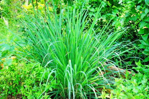 Dore indwara zirimo n'izikomeye ndetse n'ibyago 10 waba wirinze uramutse unyweye umucyayicyayi mu buryo bukwiye