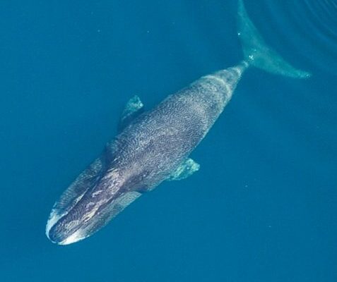 Birashoboka ko abantu bazabaho imyaka isaga 200 babikesha ifi