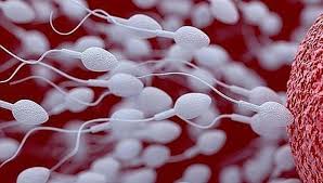 Ubushakashatsi: Dore Uburyo bworoshye bwafasha umugabo kongera amasohoro ye