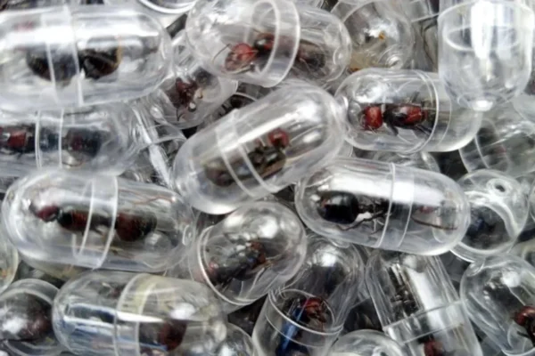 Muri Kenya ibimonyo byabaye imari